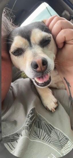 Enlarge Jolene/JoJo, a Adoptable mixed breed in Chattanooga, TN image 1/2