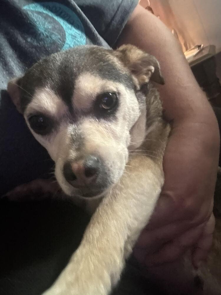 Enlarge Jolene/JoJo, a Adoptable mixed breed in Chattanooga, TN image 2/2