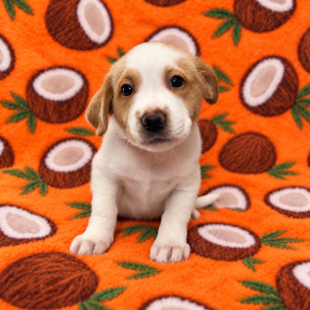 Enlarge Coconut, a Adoptable mixed breed in St. Peters, MO image 1/2