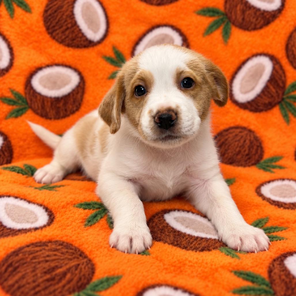 Enlarge Coconut, a Adoptable mixed breed in St. Peters, MO image 2/2