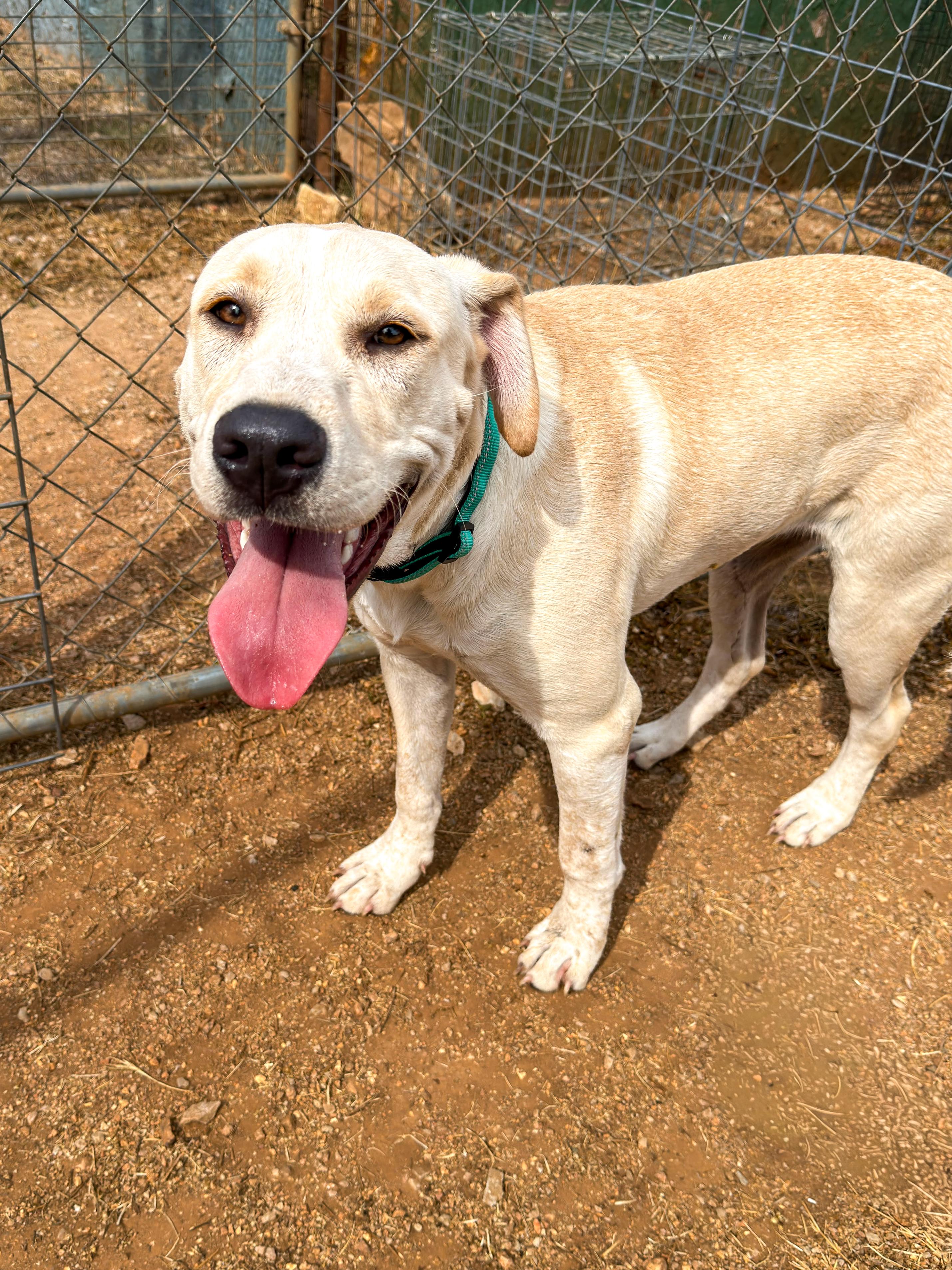 Butters, Adoptable, Young Male Yellow Labrador Retriever.