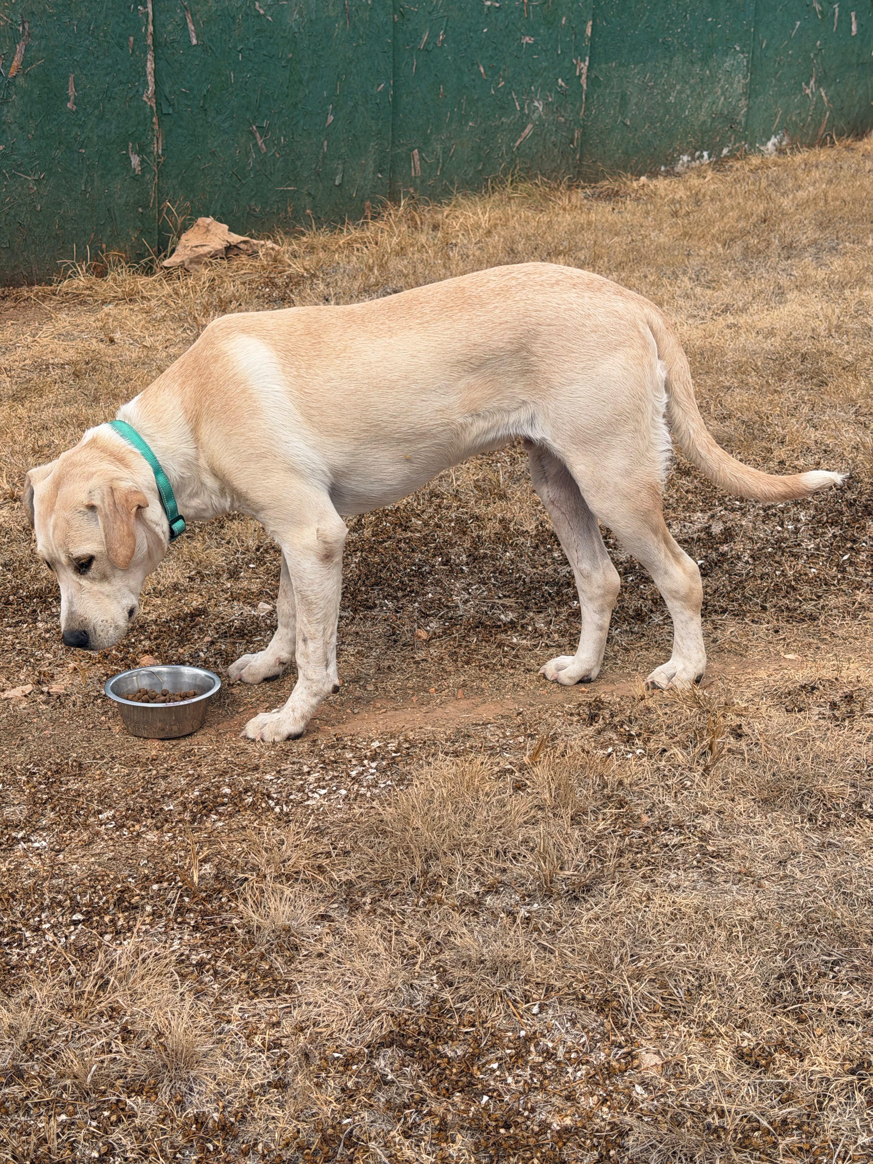 Enlarge Butters, a Adoptable Yellow Labrador Retriever in Marble Falls, TX image 3/3