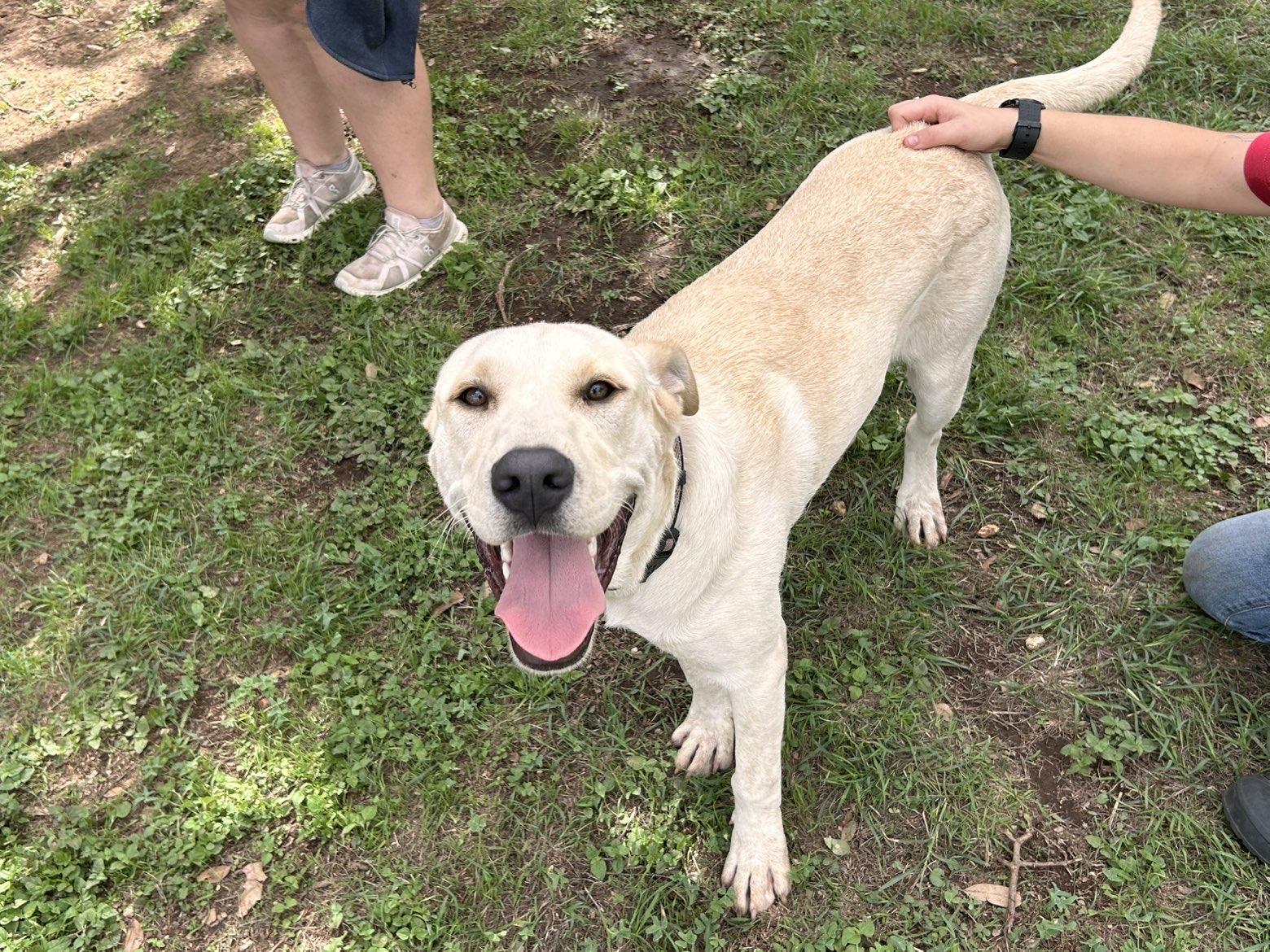 Enlarge Butters, a Adoptable Yellow Labrador Retriever in Marble Falls, TX image 2/3