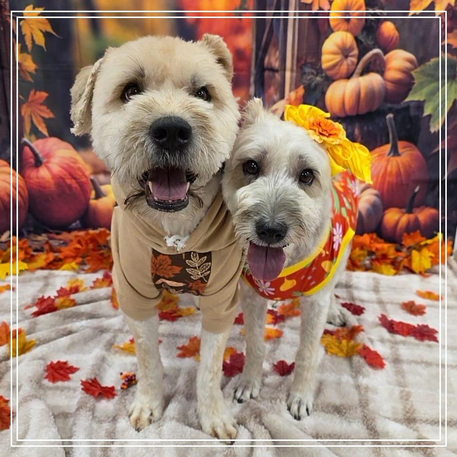 Enlarge Shante, a Adoptable Wheaten Terrier in Chandler, AZ image 1/1