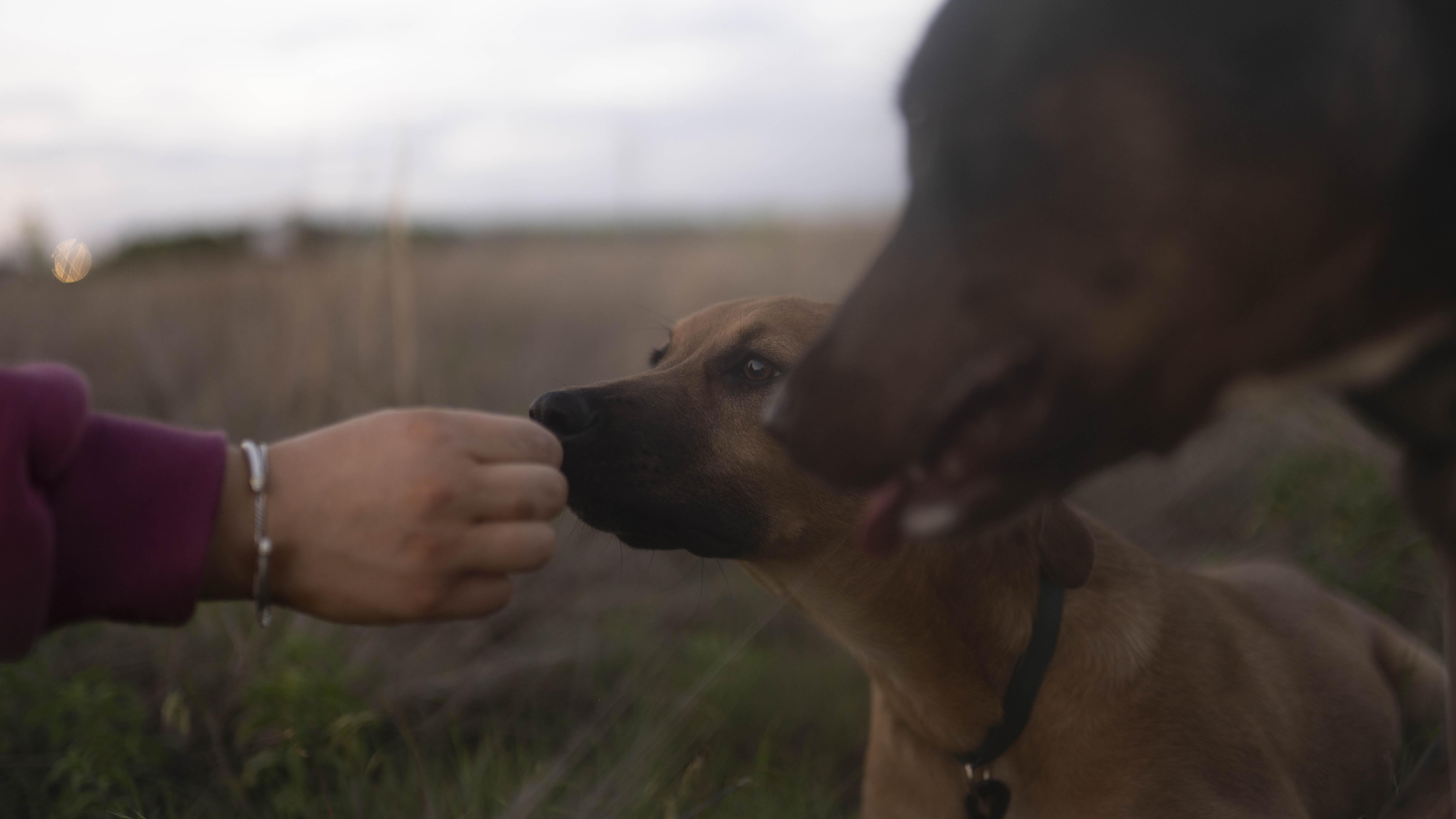 Enlarge Matcha, a Adoptable mixed breed in Driftwood, TX image 6/6