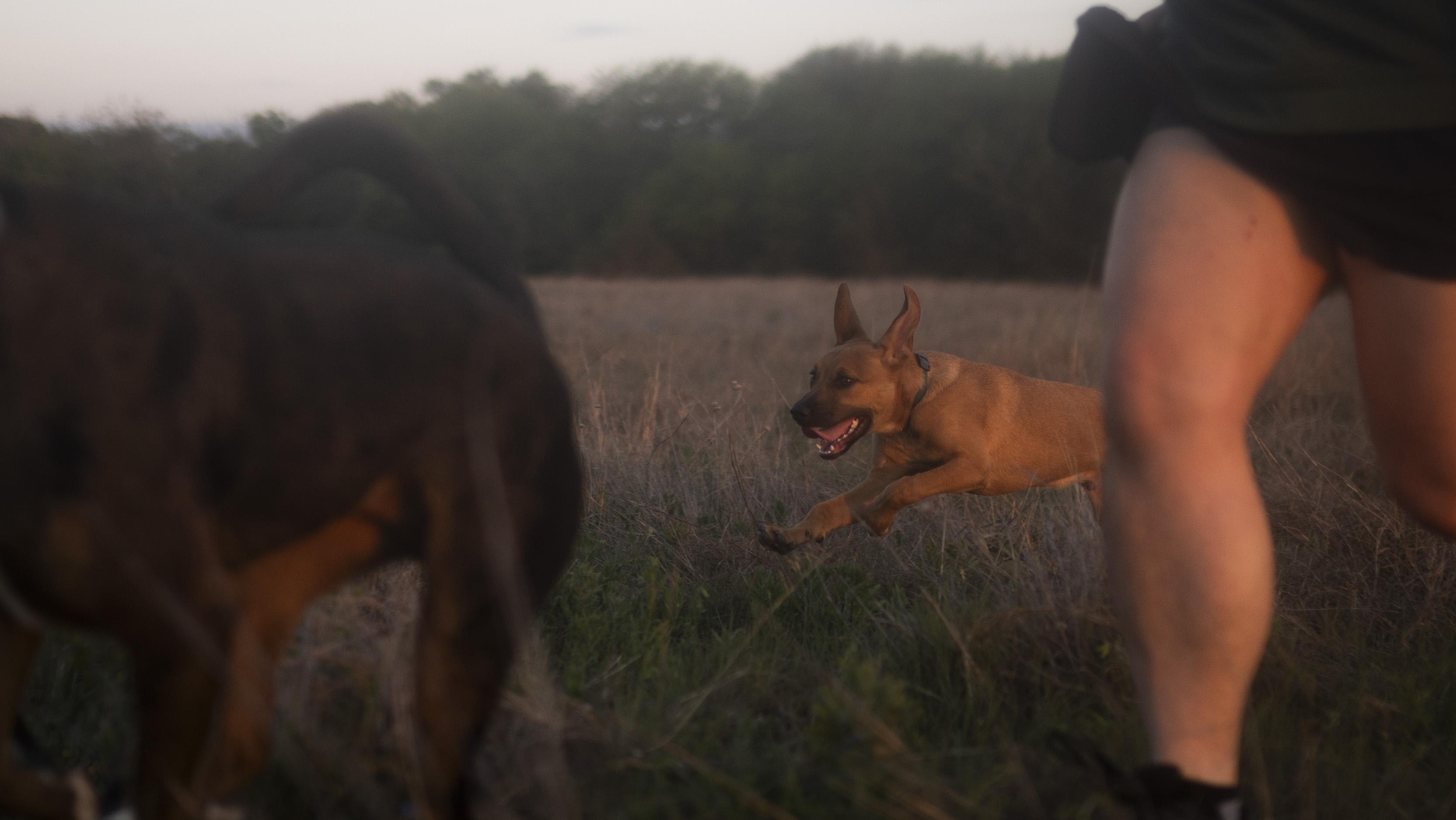 Enlarge Matcha, a Adoptable mixed breed in Driftwood, TX image 5/6