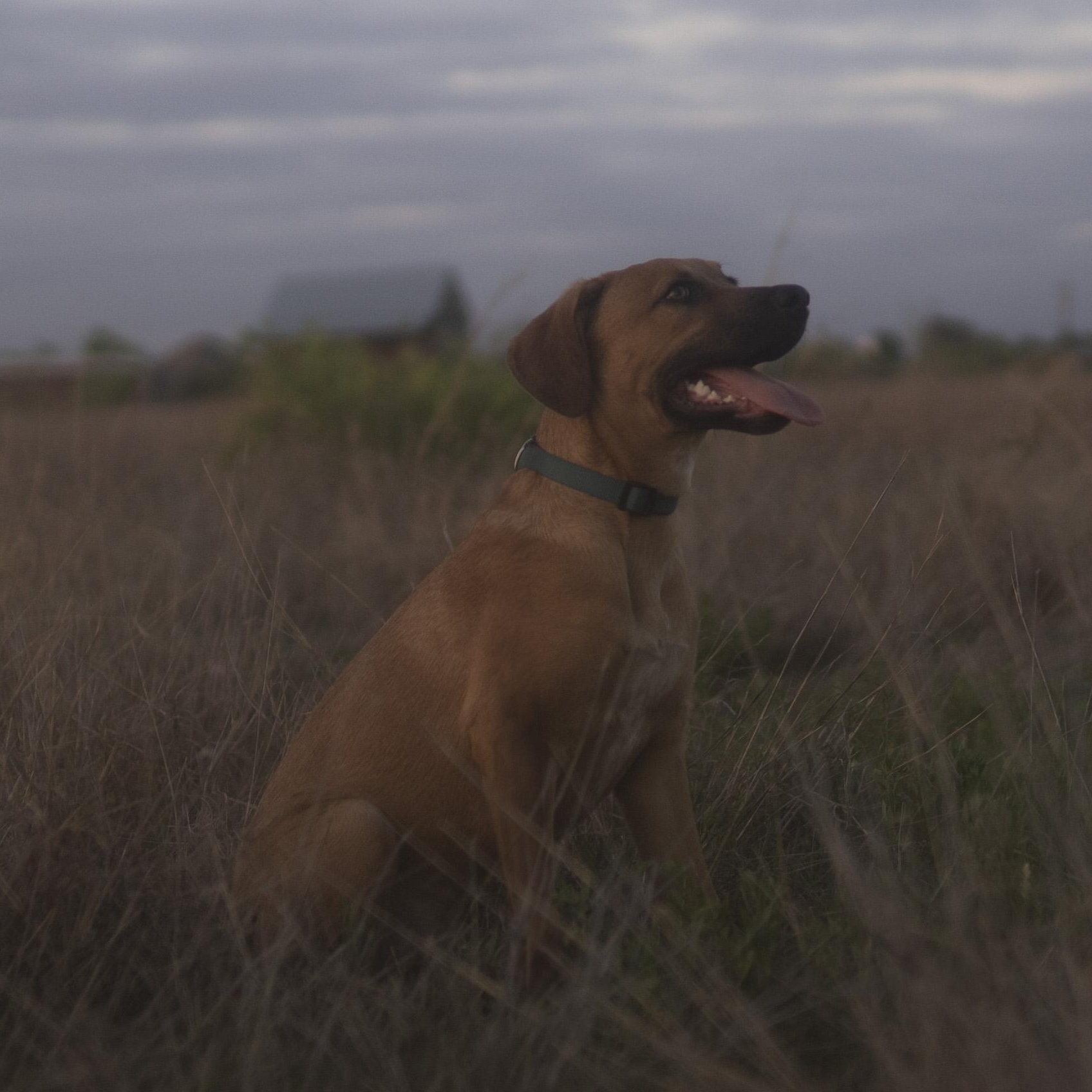 Enlarge Matcha, a Adoptable mixed breed in Driftwood, TX image 2/6