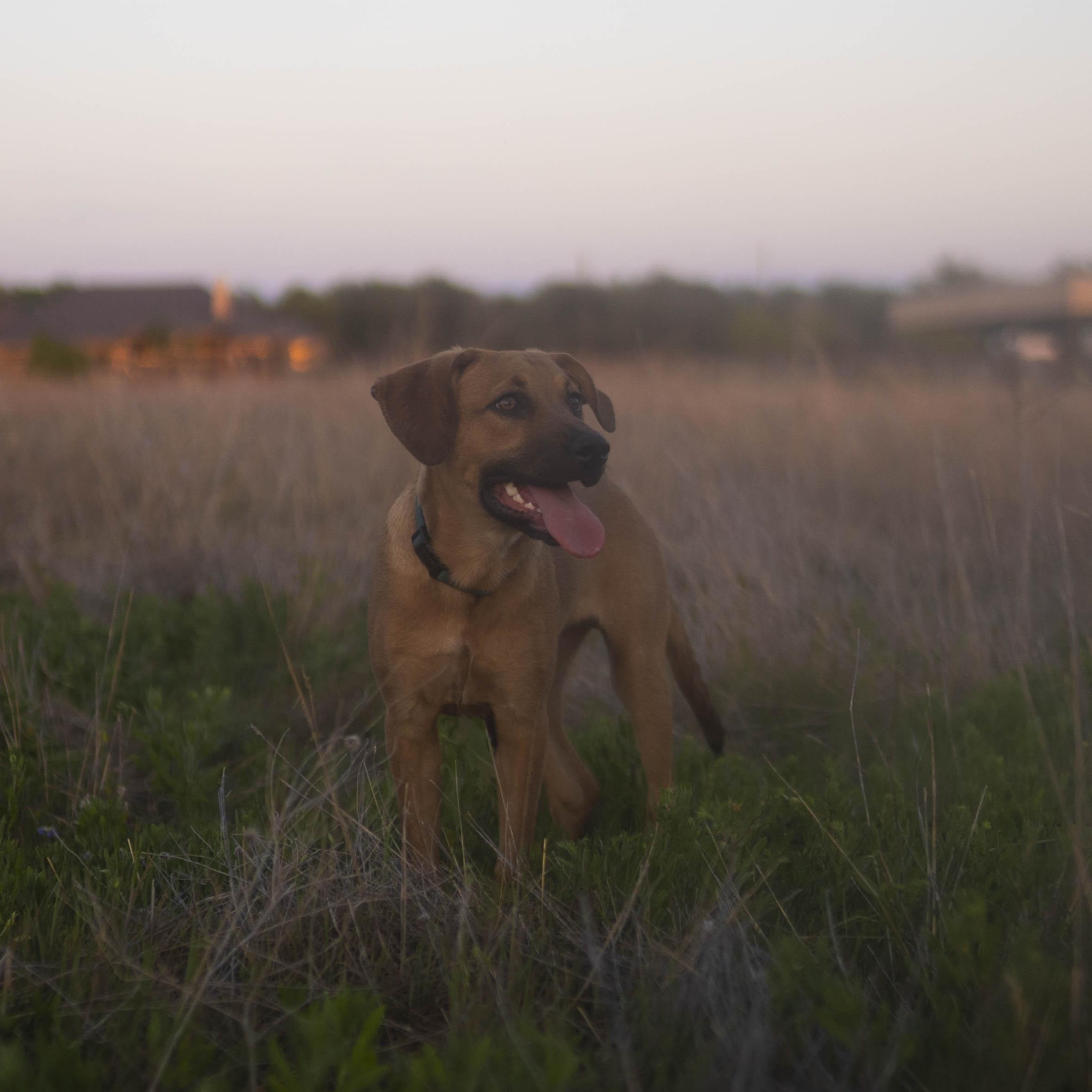 Enlarge Matcha, a Adoptable mixed breed in Driftwood, TX image 3/6