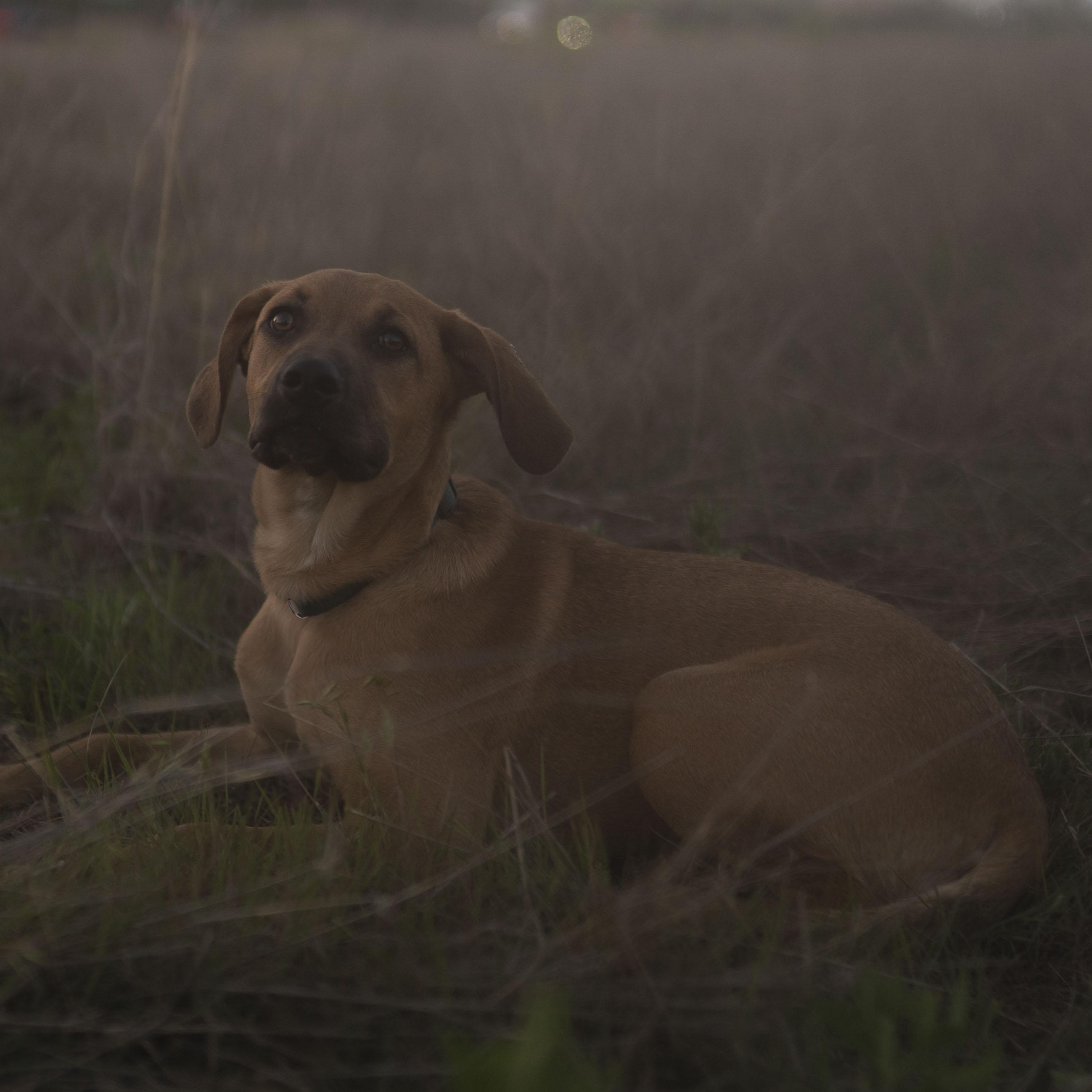 Enlarge Matcha, a Adoptable mixed breed in Driftwood, TX image 4/6