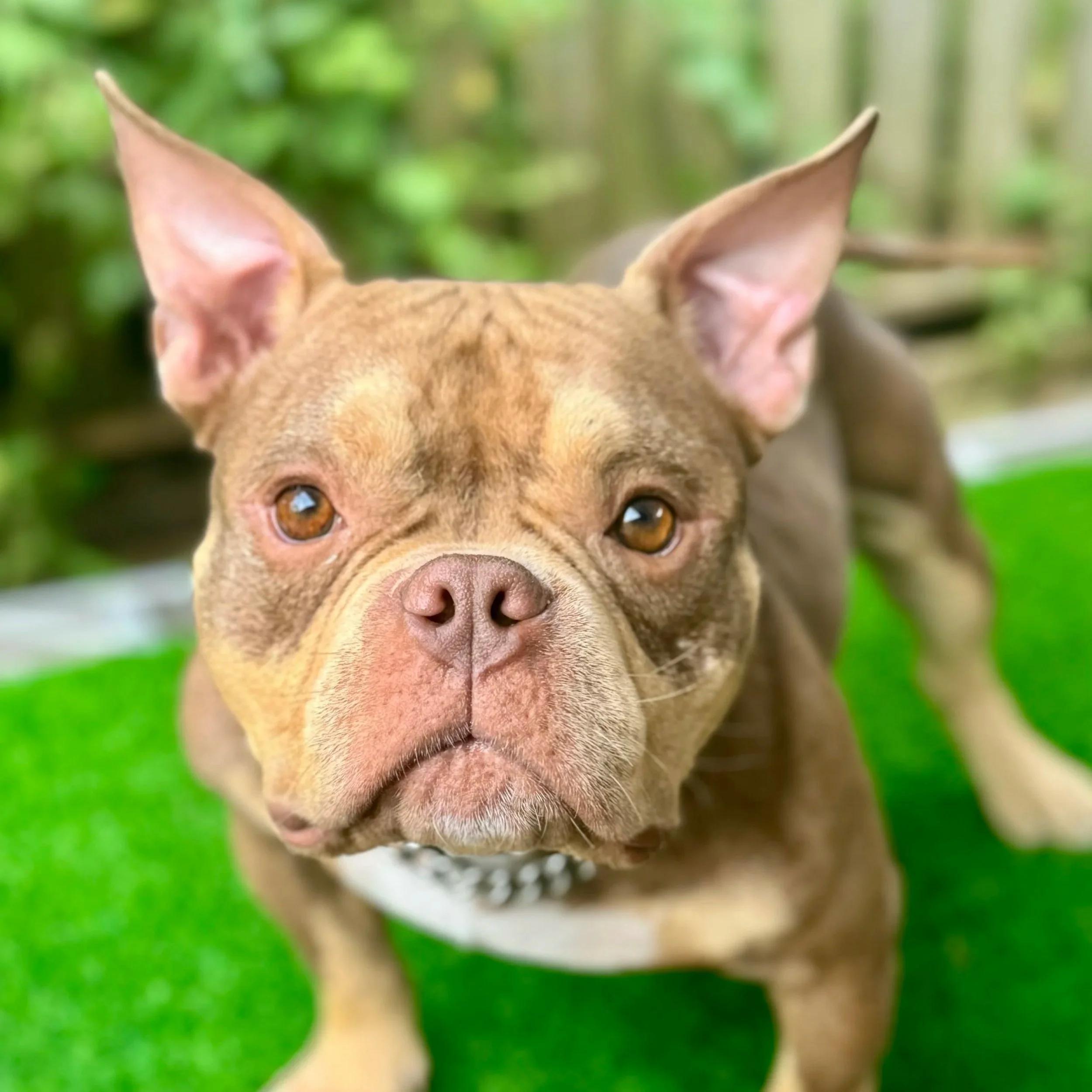 Enlarge SQUIRT, an adopted mixed breed in San Francisco, CA image 1/1