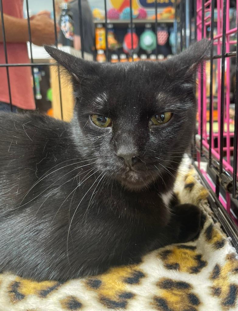 Enlarge Mystic Clove, a Adoptable mixed breed in Ogden, UT image 1/2