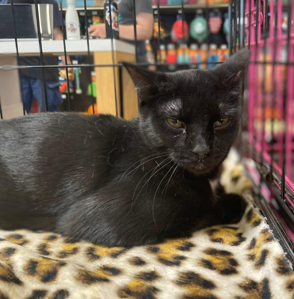 Enlarge Mystic Clove, a Adoptable mixed breed in Ogden, UT image 2/2