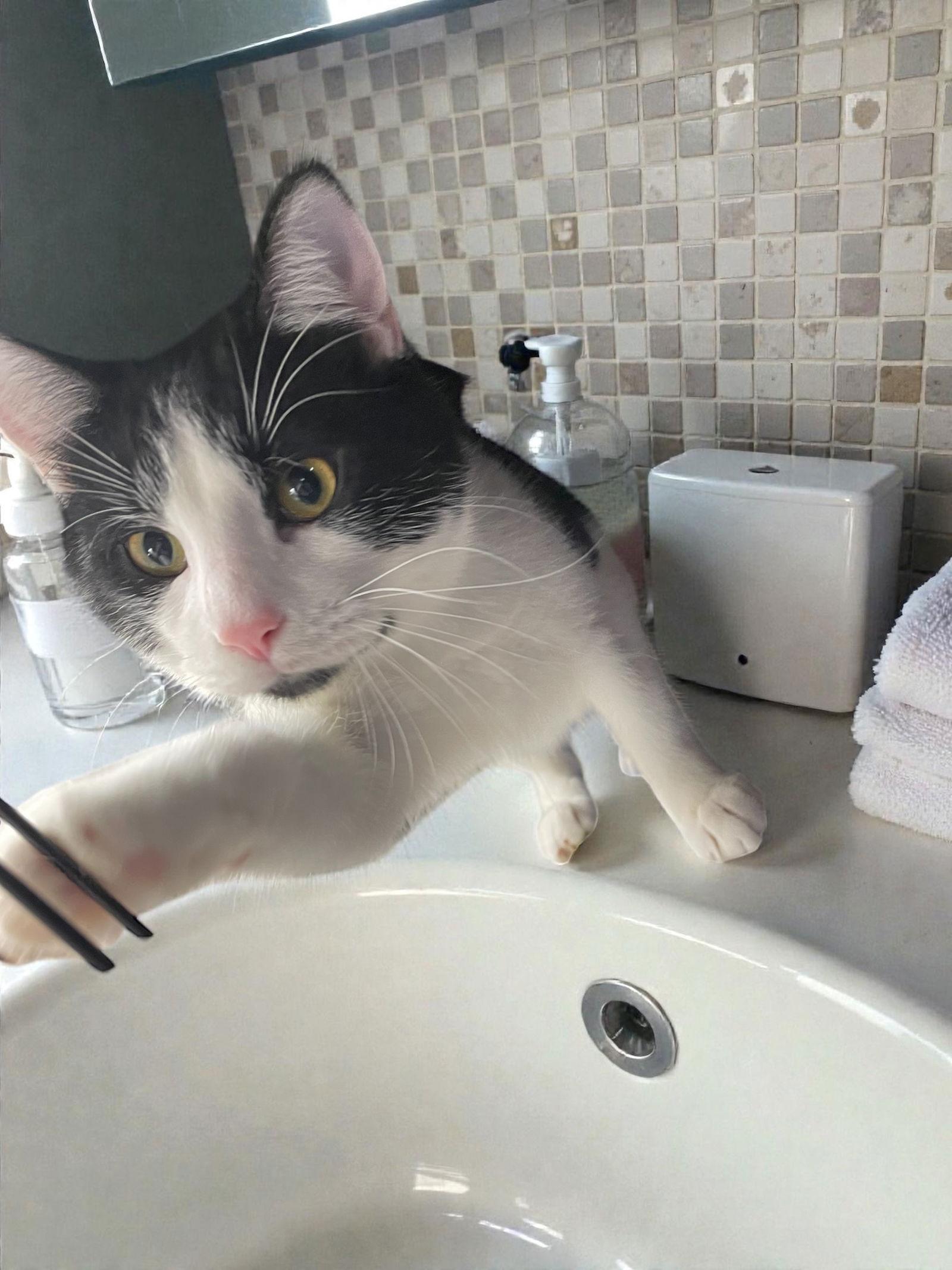 Cow - SP, Adopted, Adult Male Domestic Short Hair.