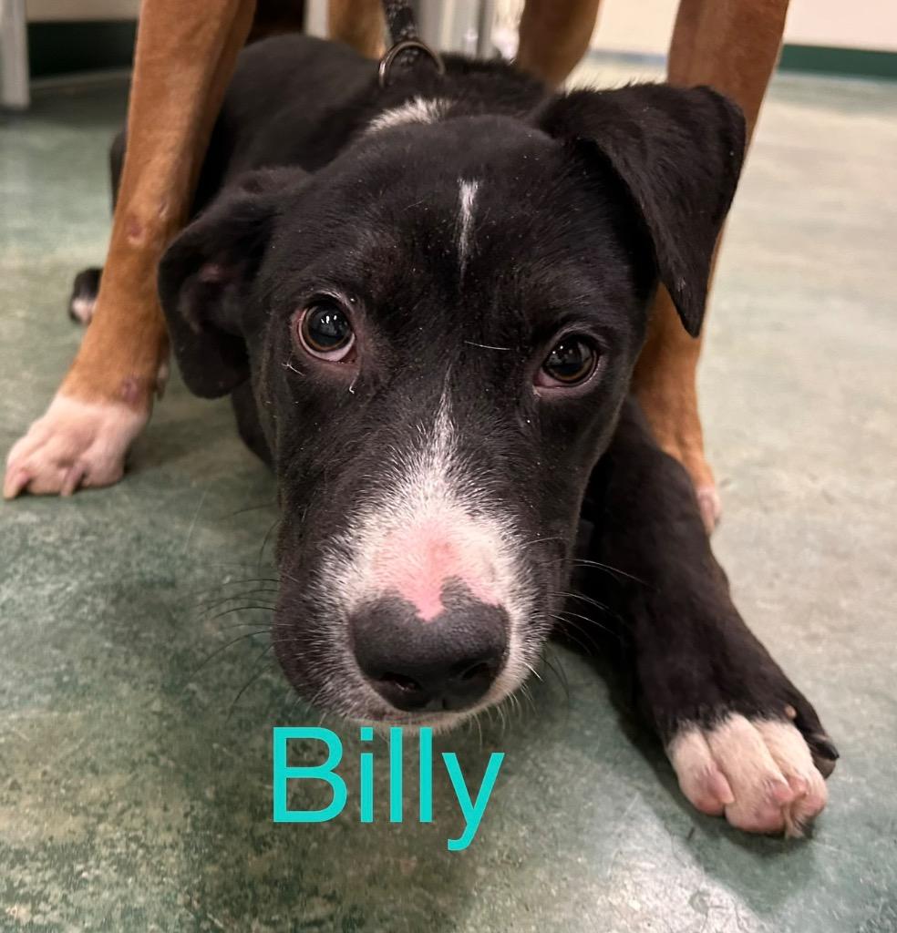 Enlarge Billie, a Adoptable mixed breed in Big Spring, TX image 1/1