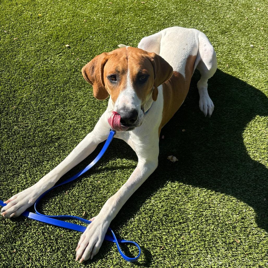 Bobby, Adoptable, Young Male Great Dane & Mixed Breed.