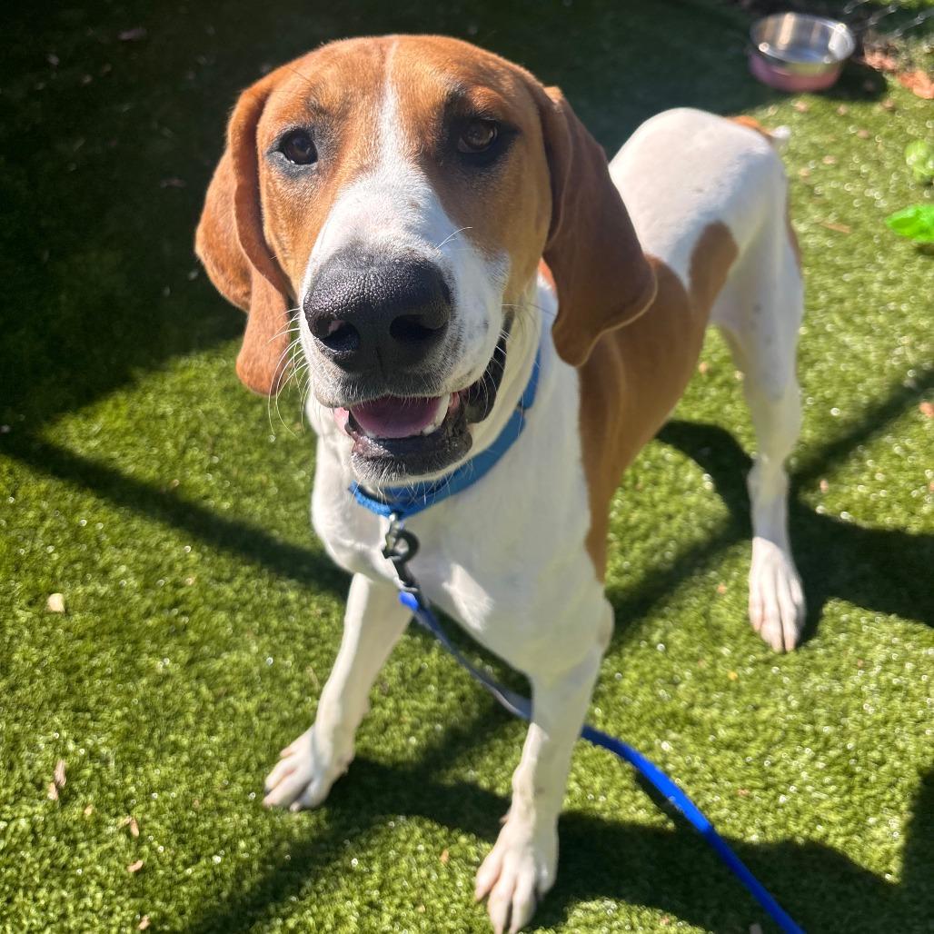 Enlarge Bobby, a Adoptable mixed breed in Briarcliff Manor, NY image 2/4