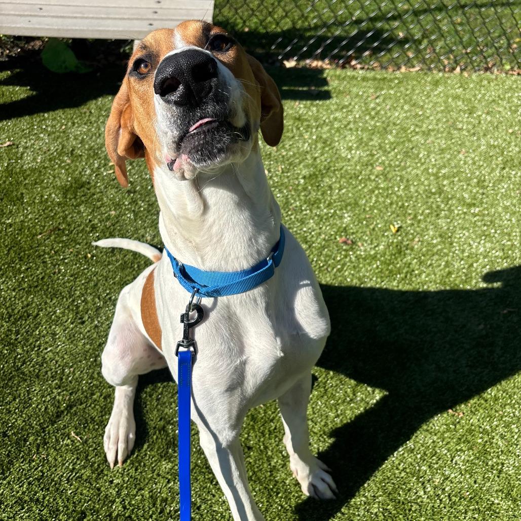 Enlarge Bobby, a Adoptable mixed breed in Briarcliff Manor, NY image 3/4