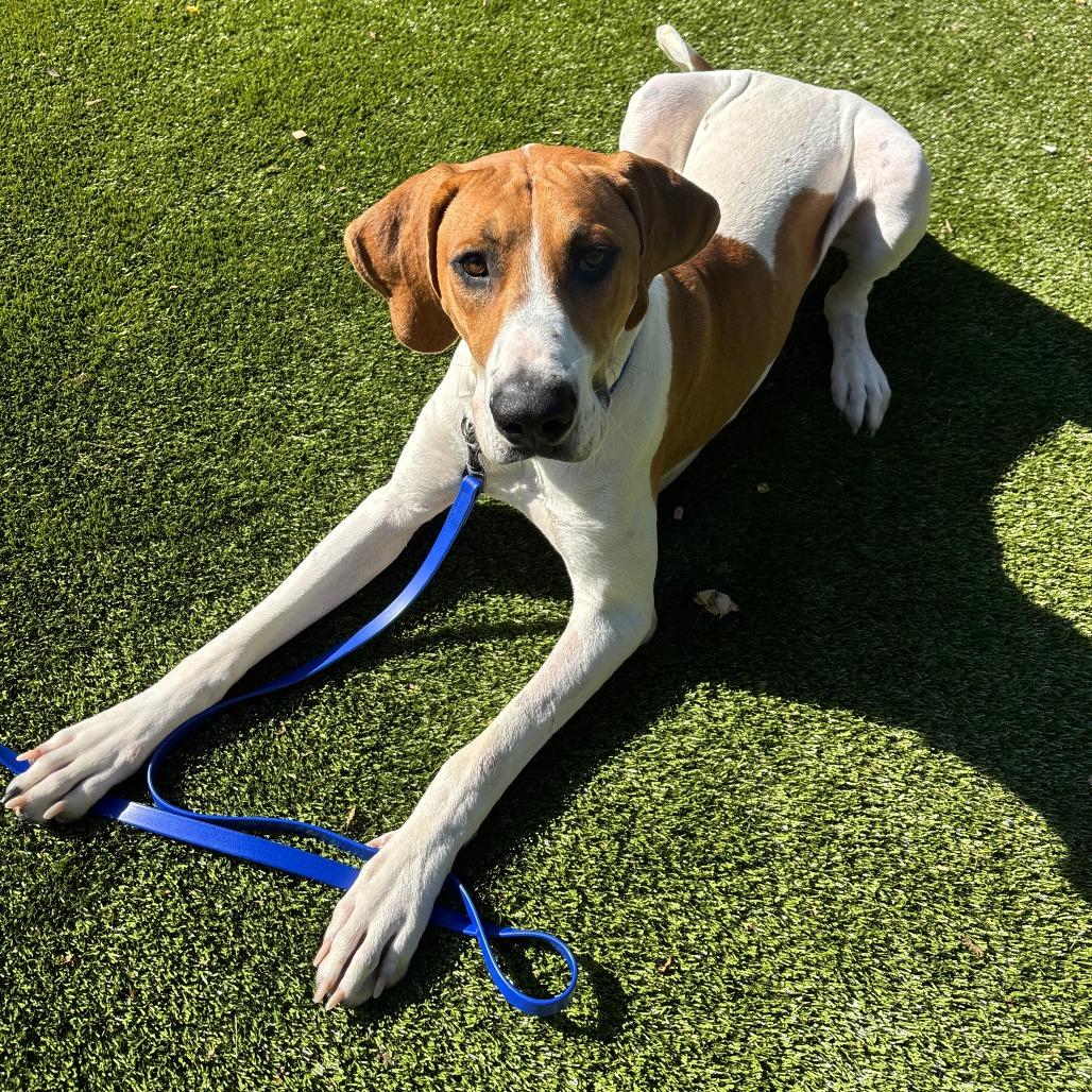 Enlarge Bobby, a Adoptable mixed breed in Briarcliff Manor, NY image 4/4