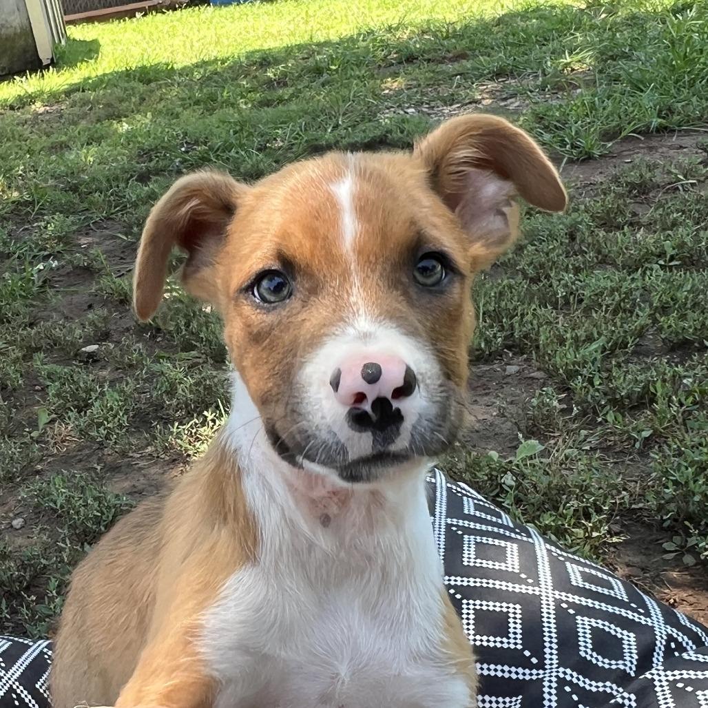 Enlarge Trint, a Adoptable mixed breed in Stillwater, OK image 1/3
