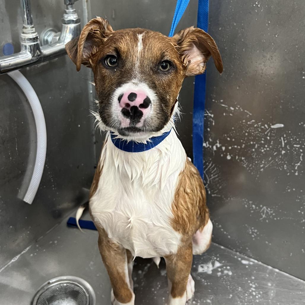 Enlarge Trint, a Adoptable mixed breed in Stillwater, OK image 2/3