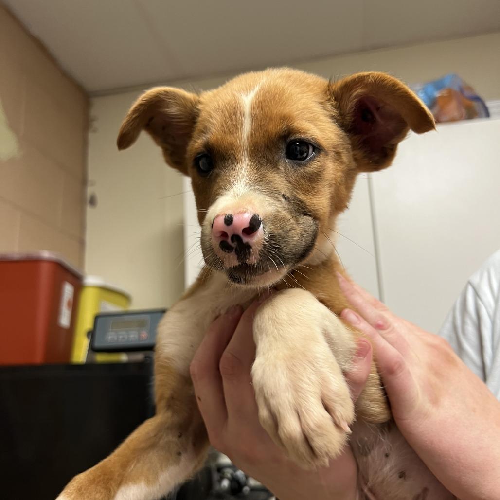 Enlarge Trint, a Adoptable mixed breed in Stillwater, OK image 3/3