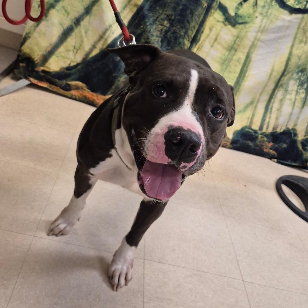 Kobe, Adoptable, Adult Male Pit Bull Terrier.