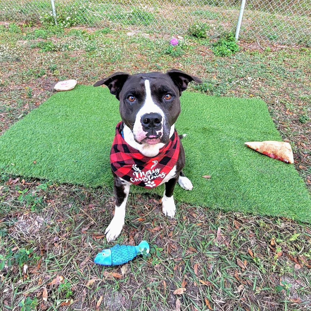 Enlarge Kobe, a Adoptable Pit Bull Terrier in Lake Panasoffkee, FL image 2/6