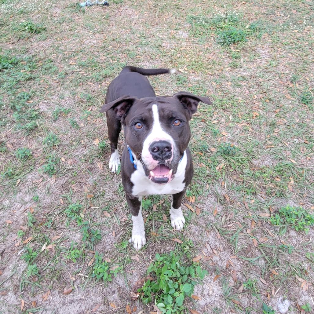 Enlarge Kobe, a Adoptable Pit Bull Terrier in Lake Panasoffkee, FL image 2/6