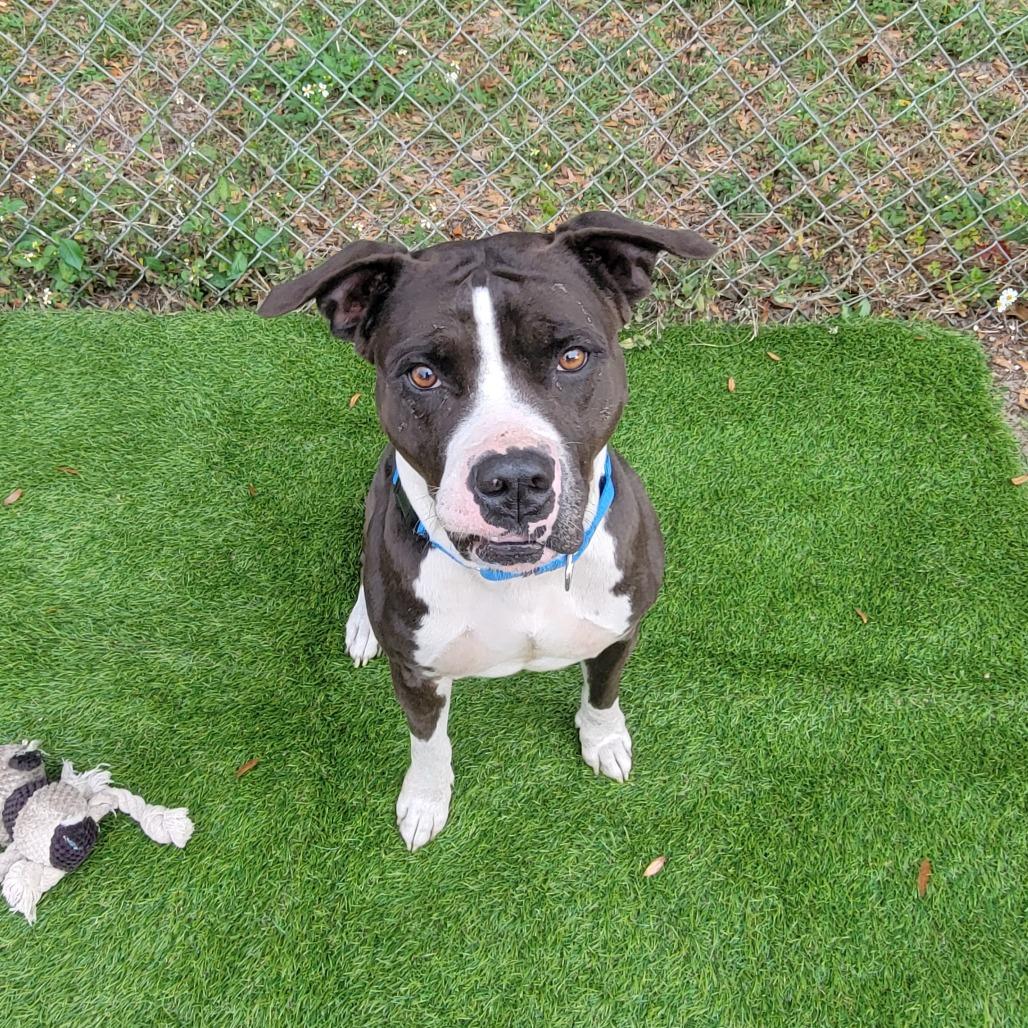 Enlarge Kobe, a Adoptable Pit Bull Terrier in Lake Panasoffkee, FL image 4/6