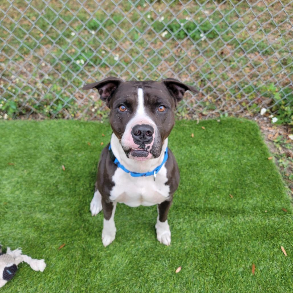 Enlarge Kobe, a Adoptable Pit Bull Terrier in Lake Panasoffkee, FL image 5/6