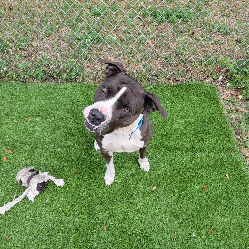 Enlarge Kobe, a Adoptable Pit Bull Terrier in Lake Panasoffkee, FL image 6/6