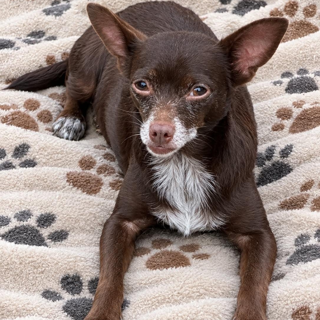 Chica, Adoptable, Adult Female Chihuahua.