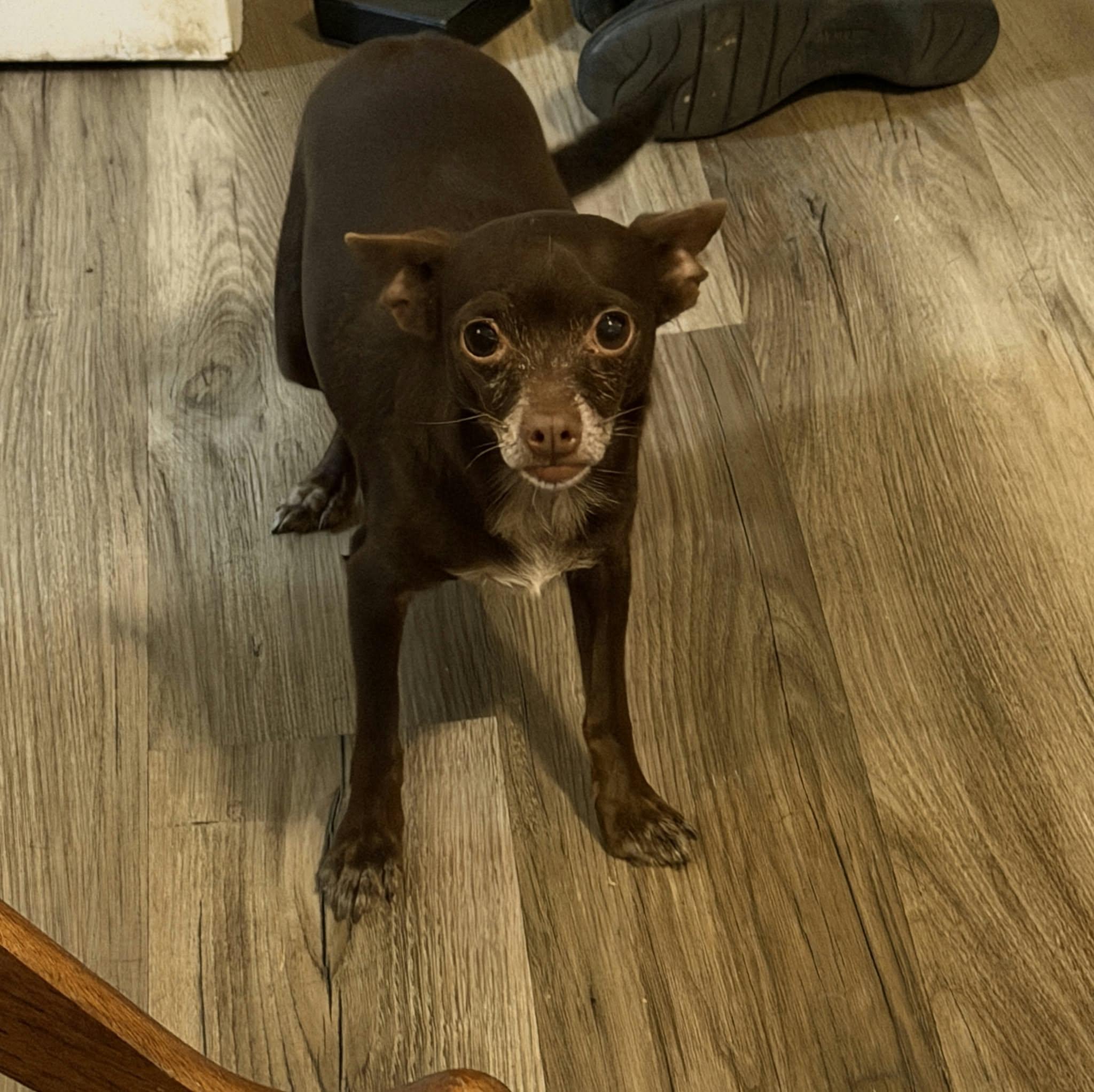 Enlarge Chica, a Adoptable mixed breed in Williston, VT image 3/3