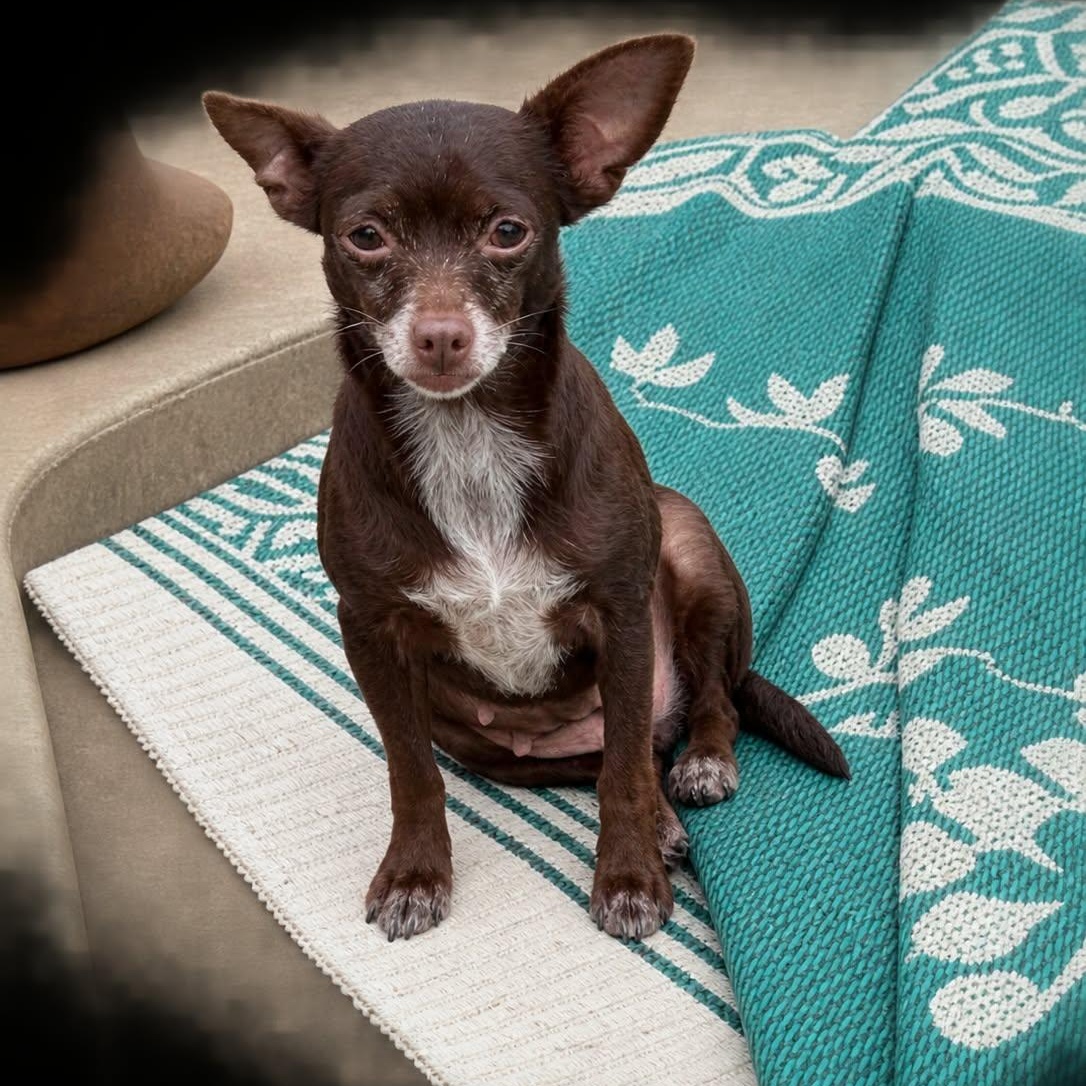 Enlarge Chica, a Adoptable mixed breed in Williston, VT image 2/3