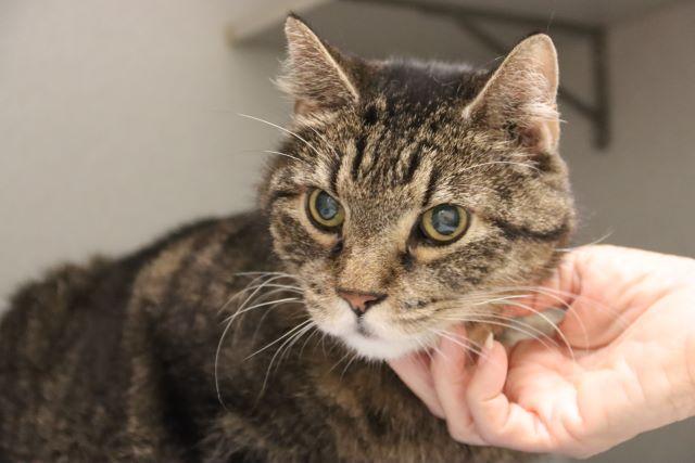 TUBB, Adoptable, Senior Male Domestic Short Hair.