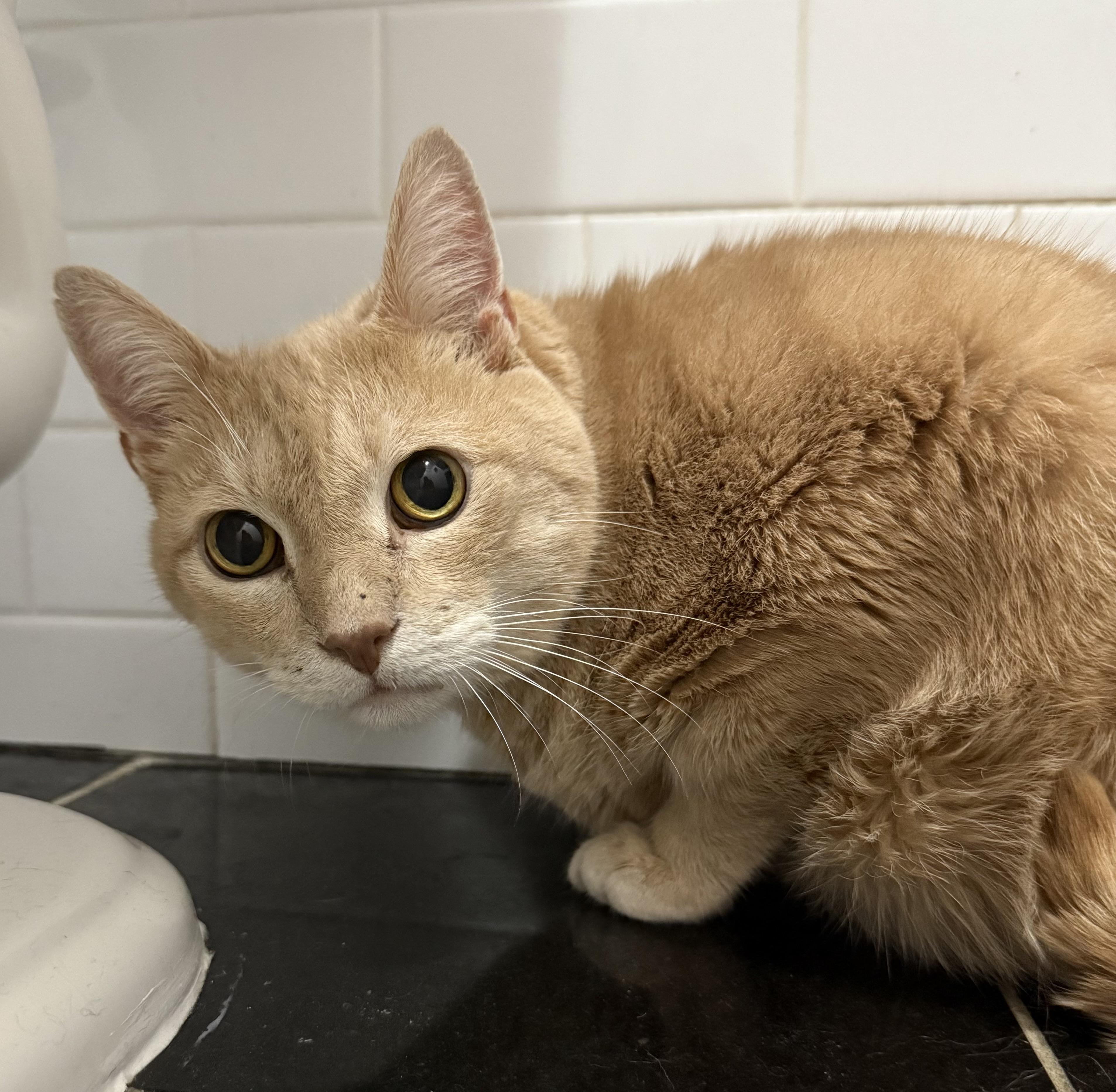 Enlarge Cantaloupe, a Adoptable Domestic Short Hair in Brooklyn, NY image 1/2