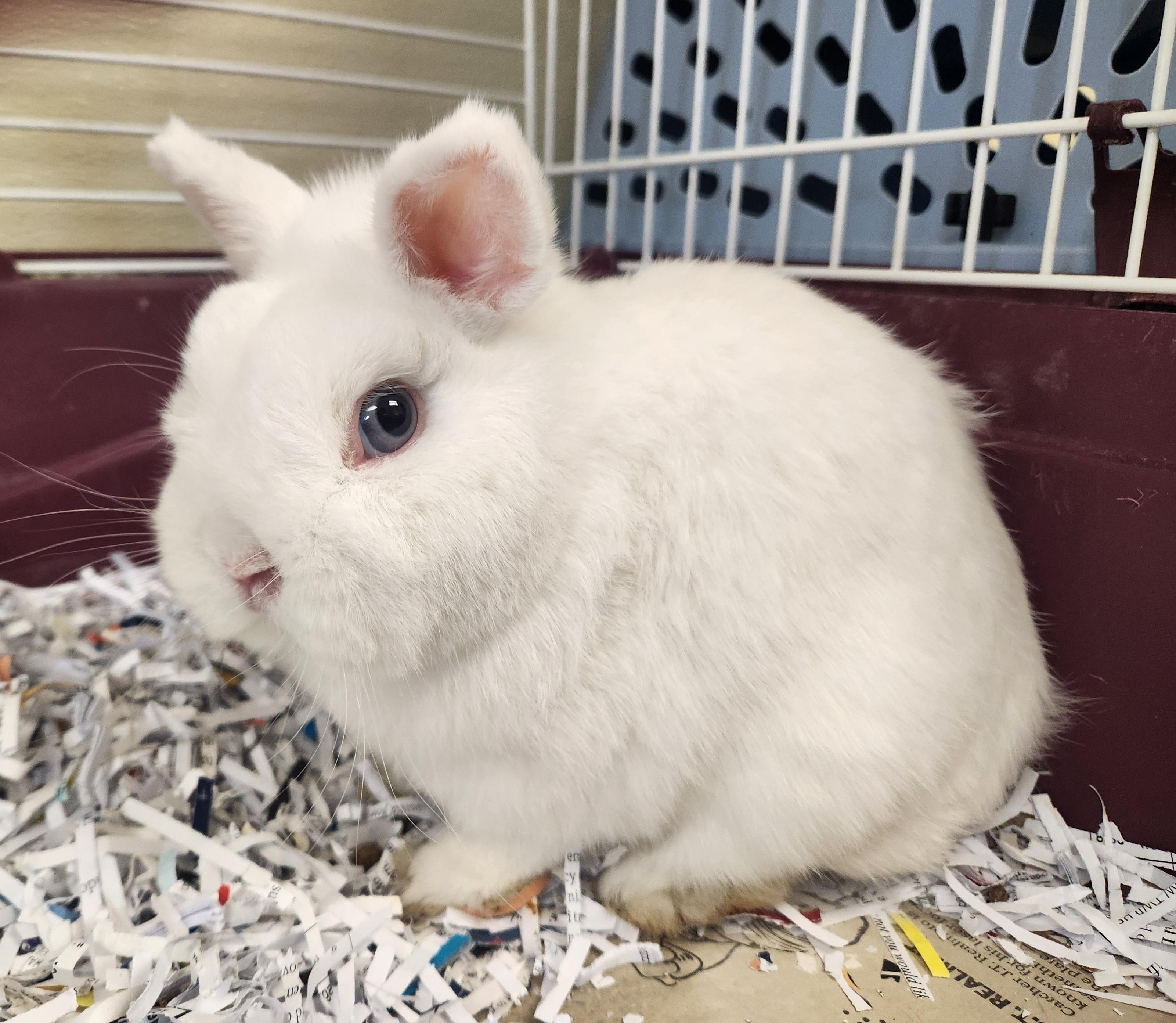 Enlarge Binks , an adopted Netherland Dwarf in Clayton, NJ image 1/1