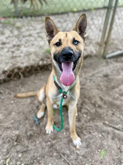 Koda, Adoptable, Young Male Shepherd & Mixed Breed.
