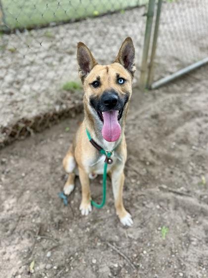 Enlarge Koda, a Adoptable mixed breed in Picayune, MS image 2/3