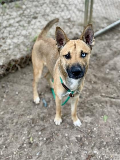 Enlarge Koda, a Adoptable mixed breed in Picayune, MS image 3/3