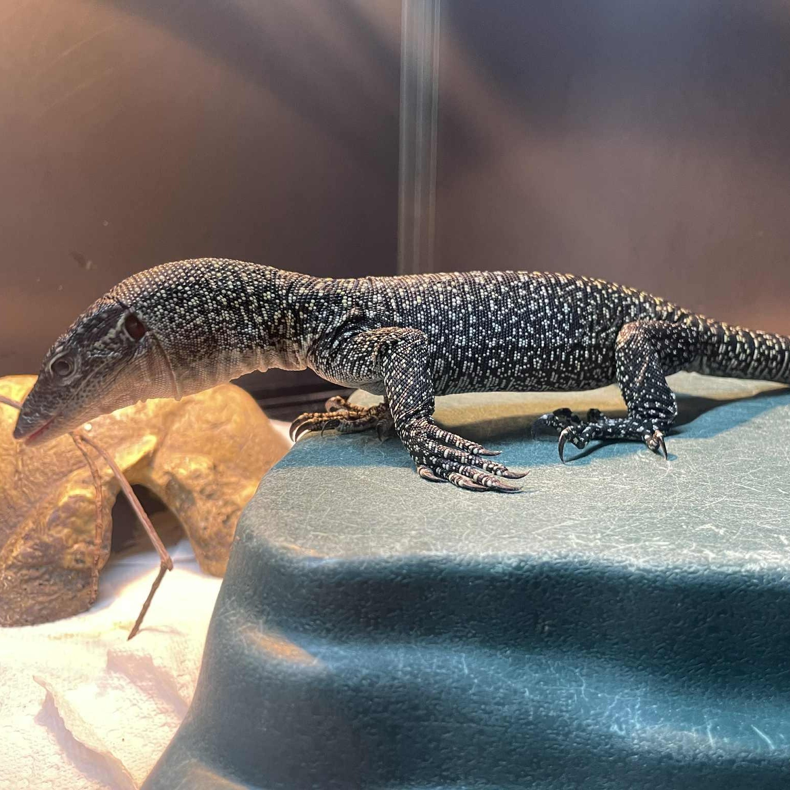 Volt, Adoptable, Young Male Monitor.