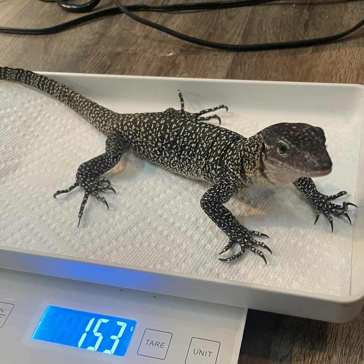 Enlarge Volt, a Adoptable Monitor in Durham, NC image 2/5