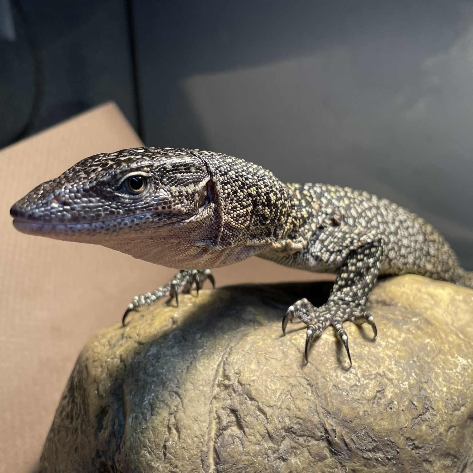 Enlarge Volt, a Adoptable Monitor in Durham, NC image 3/5