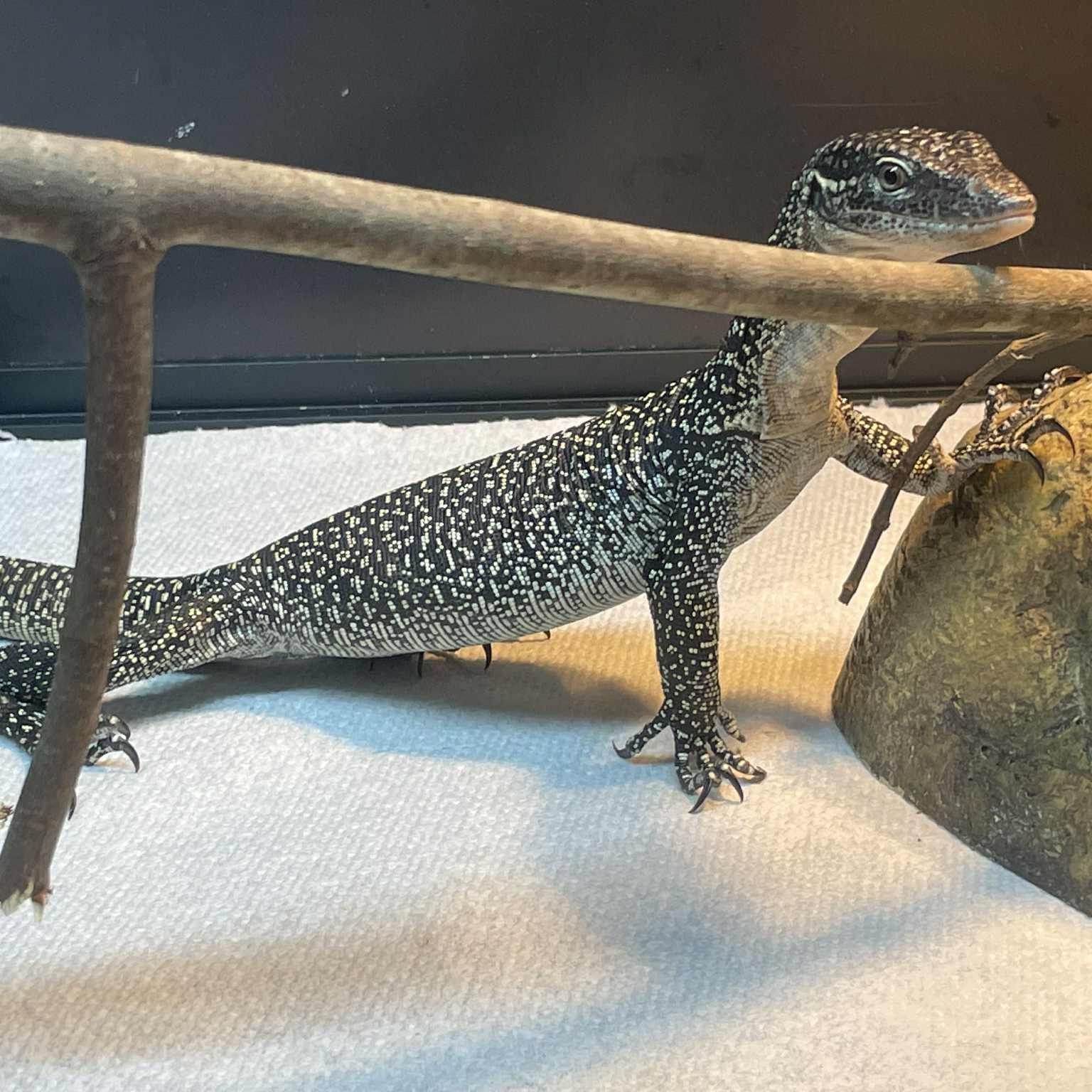 Enlarge Volt, a Adoptable Monitor in Durham, NC image 4/5