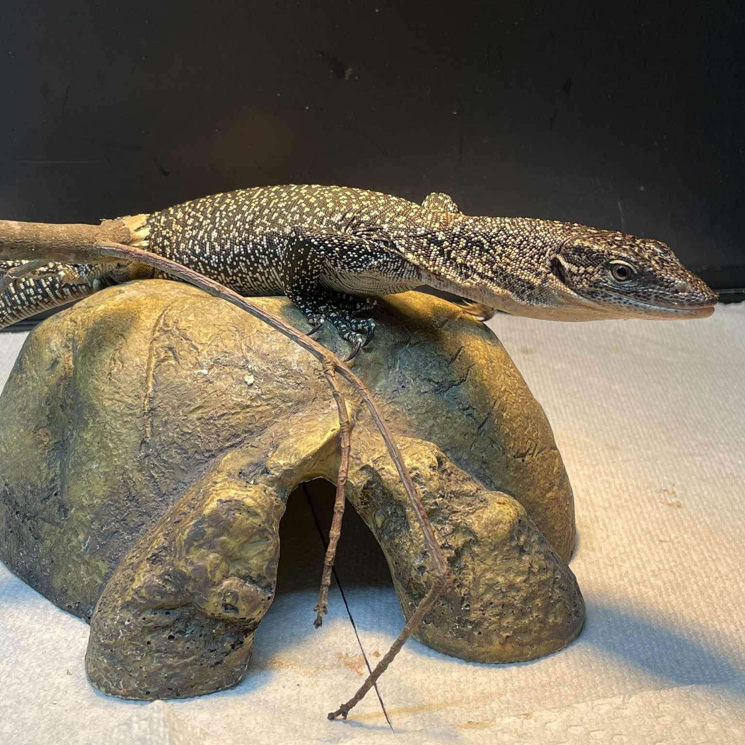 Enlarge Volt, a Adoptable Monitor in Durham, NC image 5/5