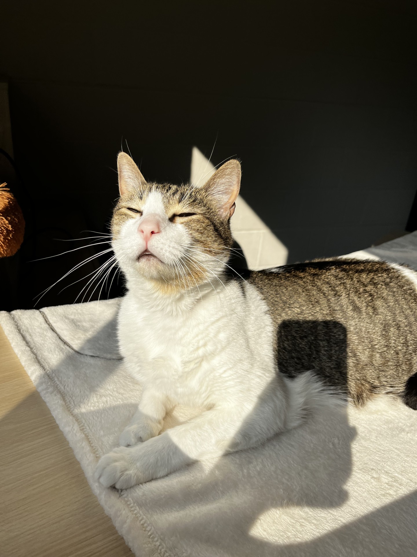 Cat for adoption Bruce URGENT!, a Domestic Short Hair in Brockton