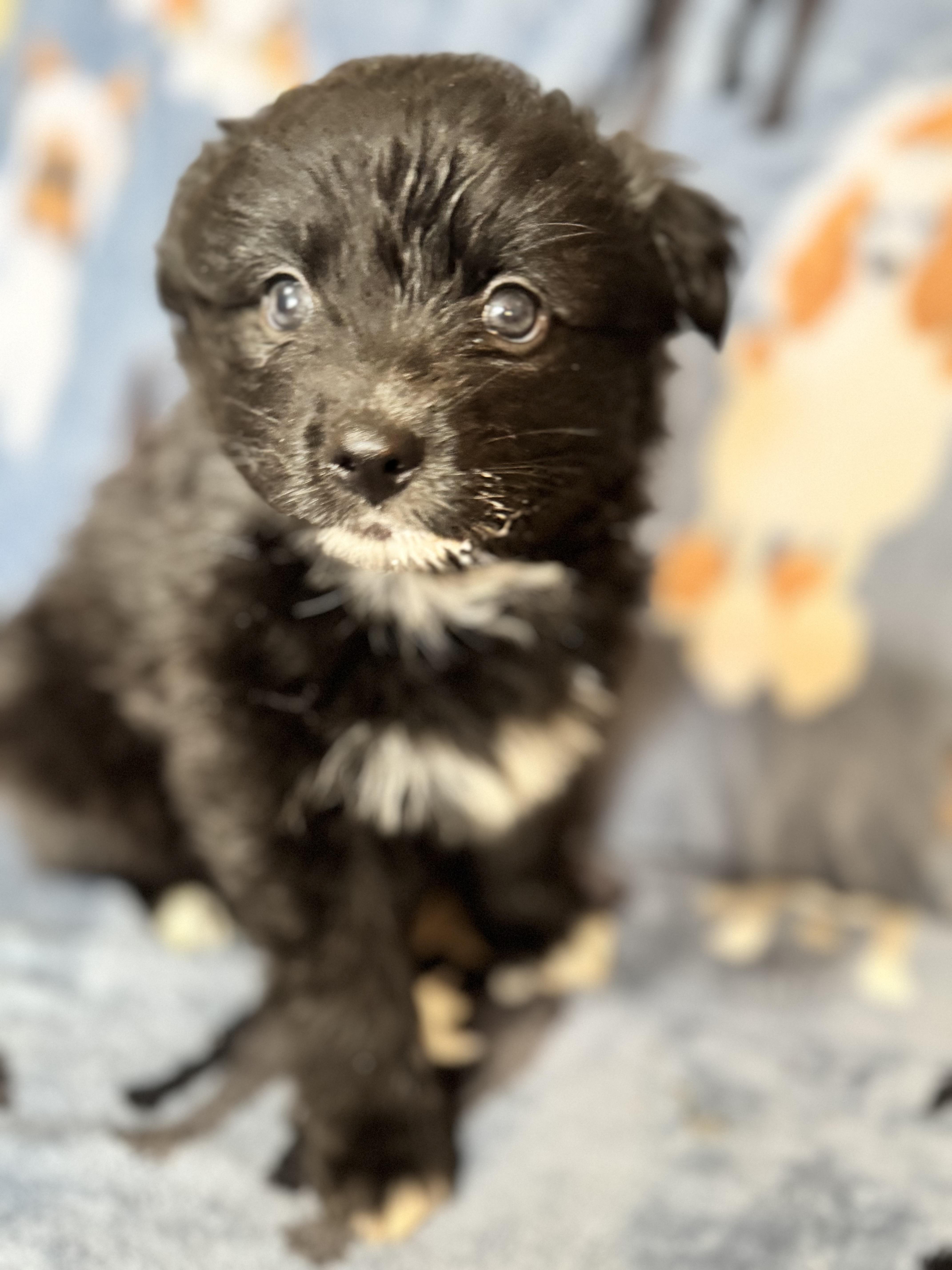 Nimbus, a ADOPTABLE mixed breed in Sequatchie, TN image 2/4