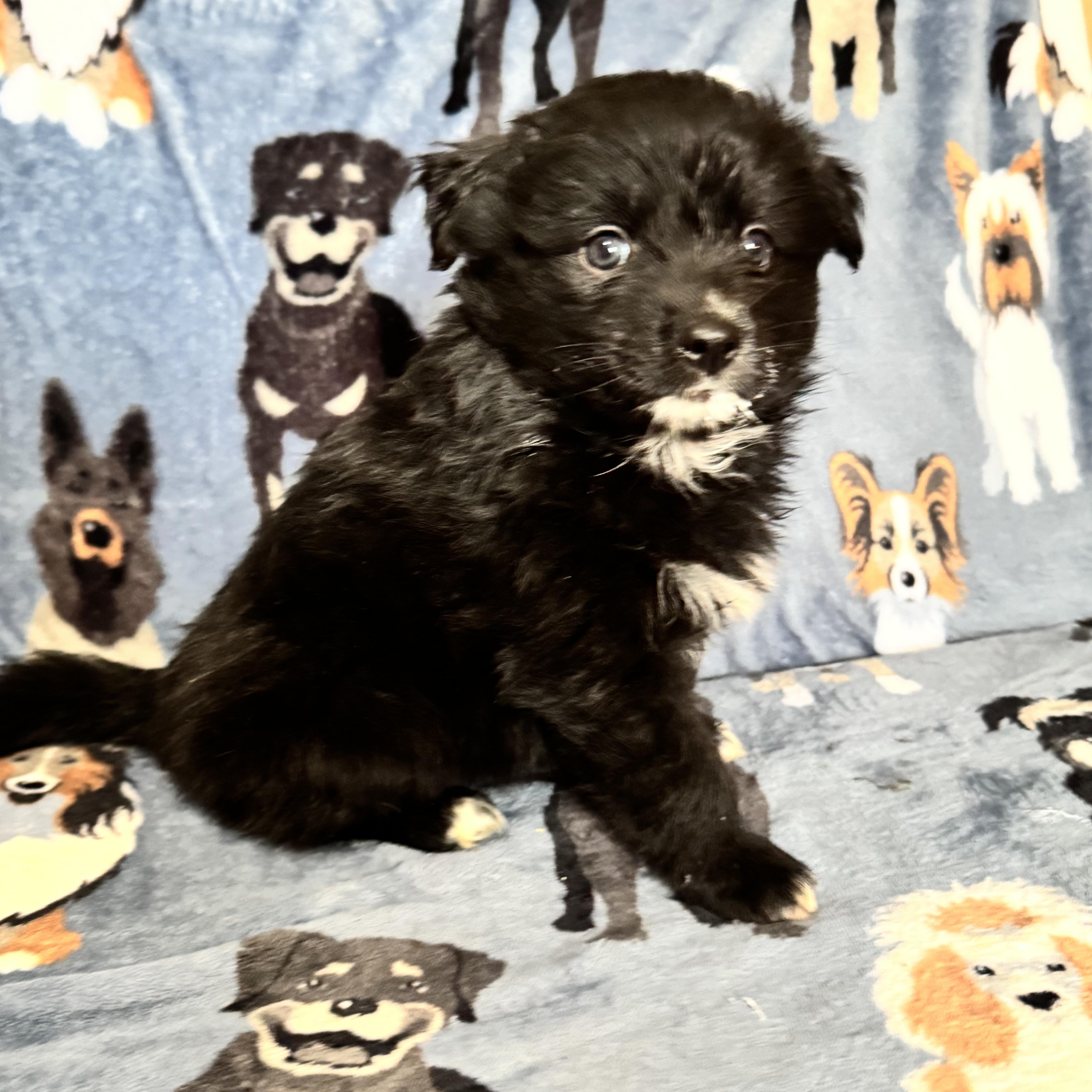 Nimbus, a ADOPTABLE mixed breed in Sequatchie, TN image 3/4