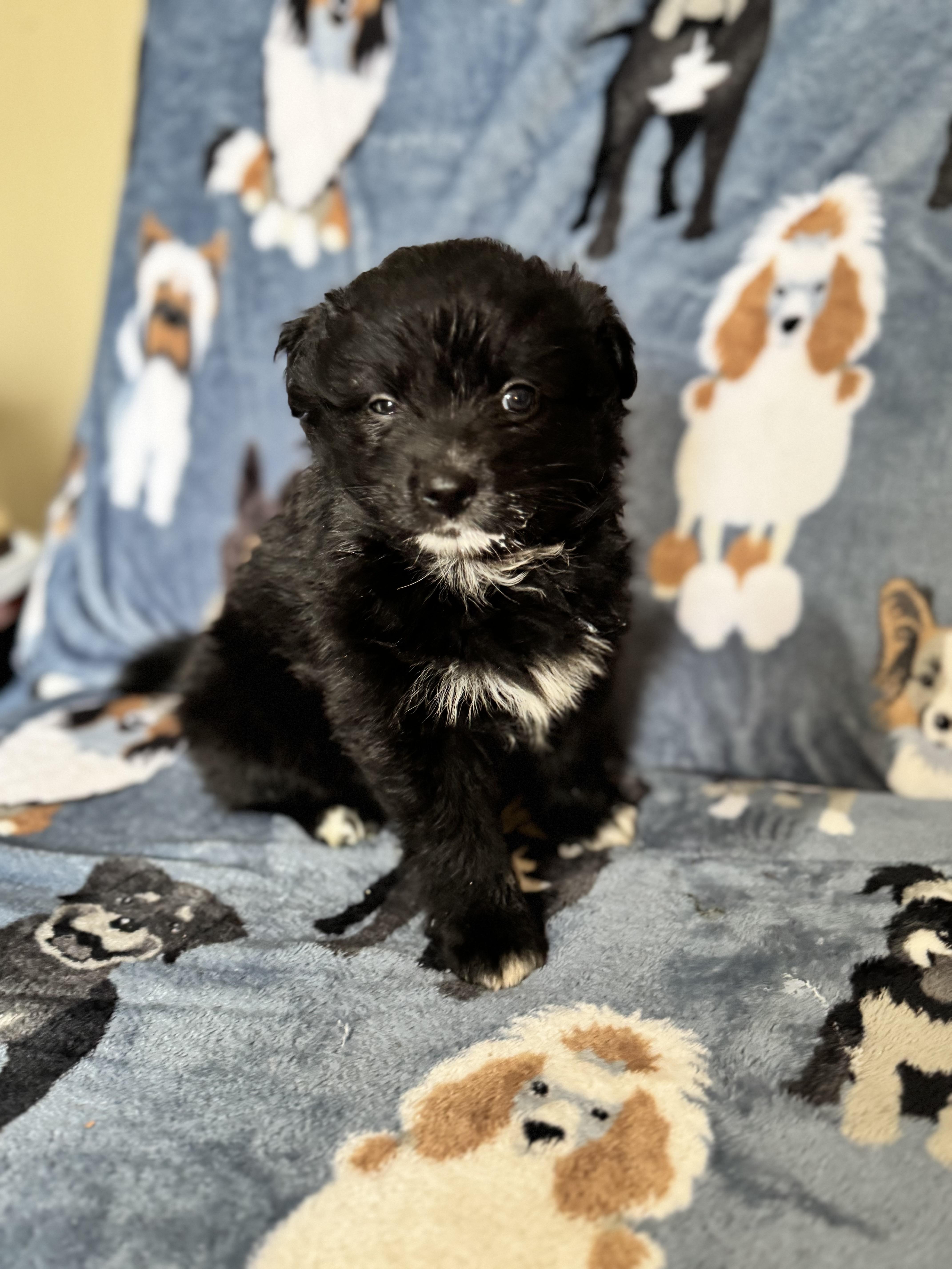 Nimbus, a ADOPTABLE mixed breed in Sequatchie, TN image 4/4