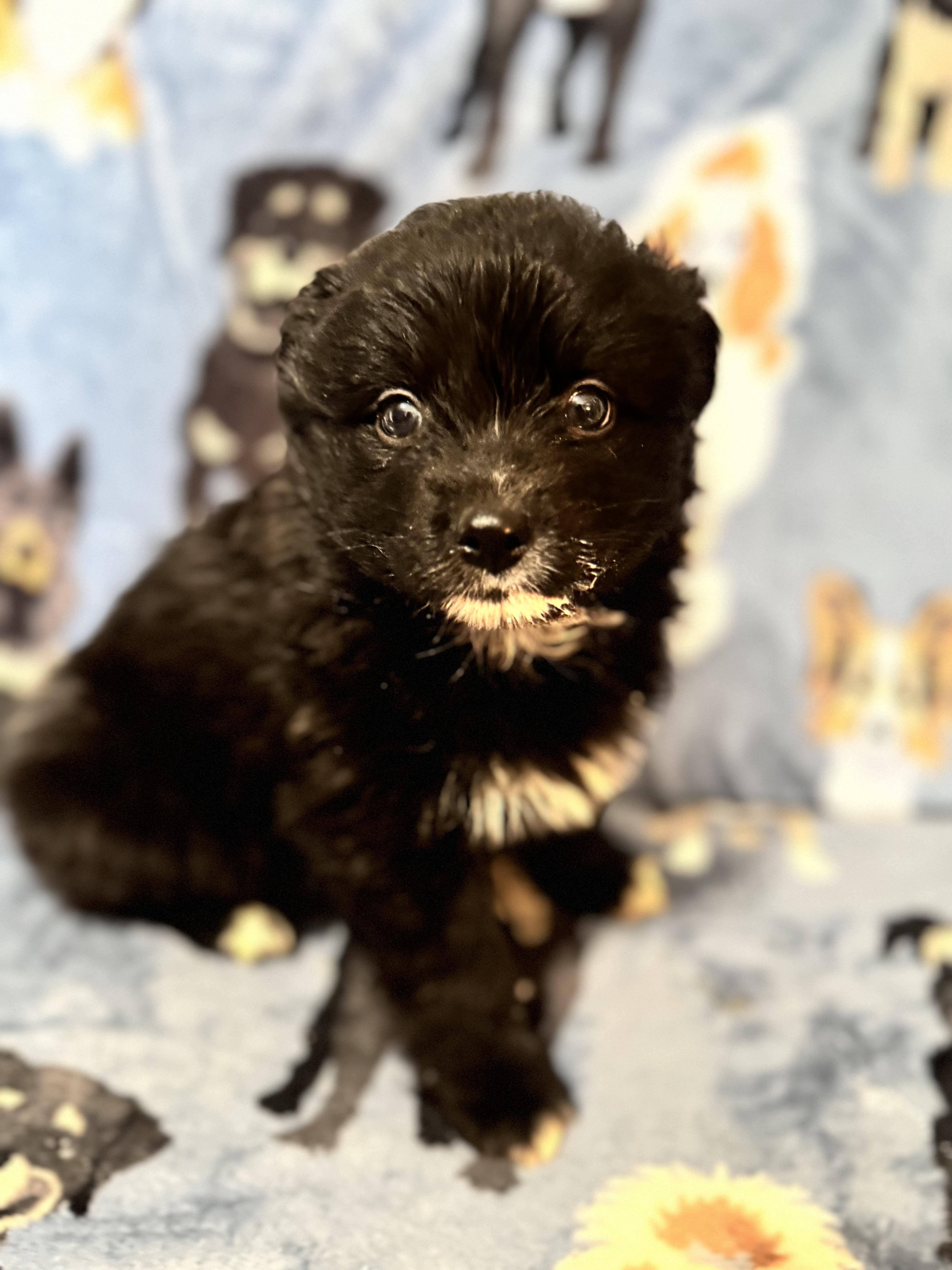 Nimbus, ADOPTABLE, Puppy Male Pomeranian & Australian Shepherd.